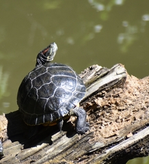 Trachemys scripta