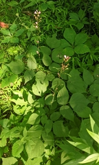 Hylodesmum glutinosum