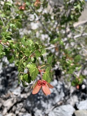 Acer glabrum diffusum
