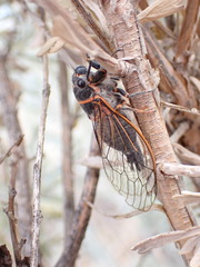 Platypedia sylvesteri