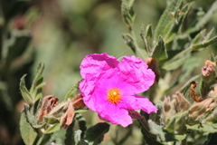 Cistus