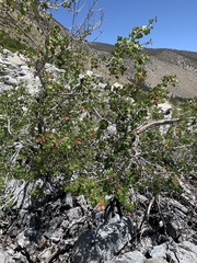 Acer glabrum diffusum
