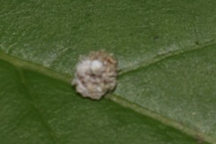 Chrysopa quadripunctata