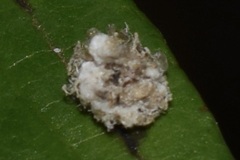 Chrysopa quadripunctata