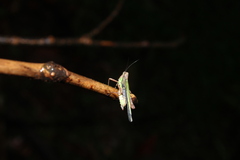 Scaria
