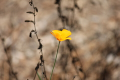 Eschscholzia californica californica