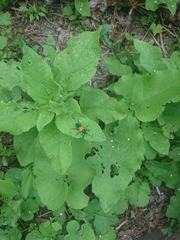 Desmocerus palliatus