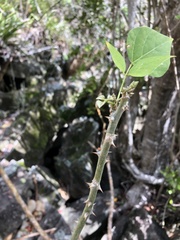 Erythrina eggersii