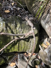 Erythrina eggersii