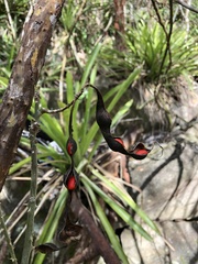 Erythrina eggersii
