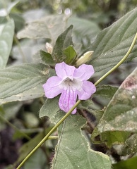 Ruellia terminalis