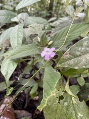 Ruellia terminalis