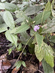 Ruellia terminalis