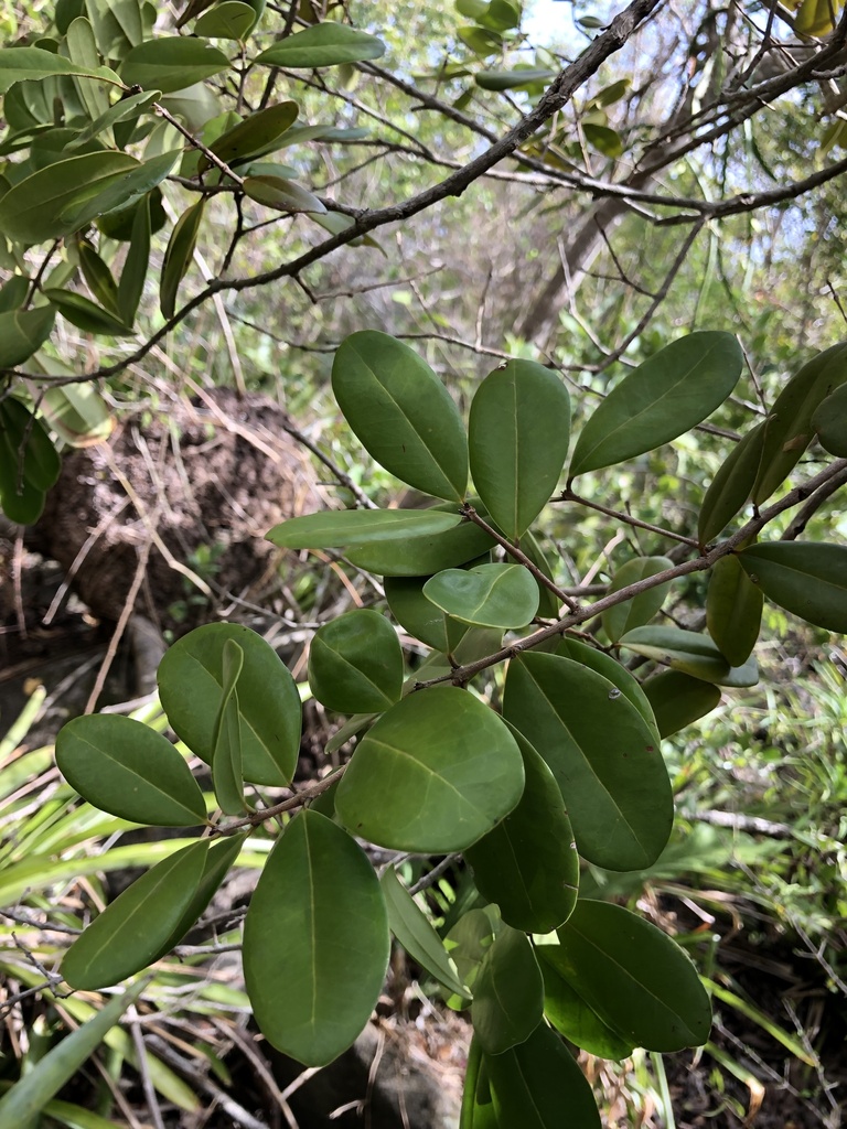 Eugenia fajardensis from Culebra National Wildlife Refuge, Culebra ...