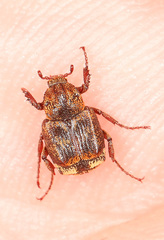 Valgus canaliculatus