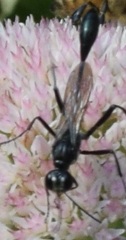 Eremnophila aureonotata