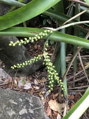 Wittmackia lingulata