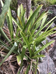 Wittmackia lingulata