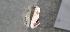Phalera flavescens