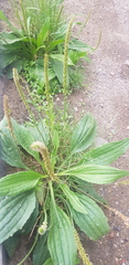 Plantago depressa