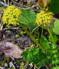 Oreoxis alpina