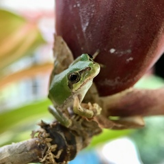 Hyla japonica