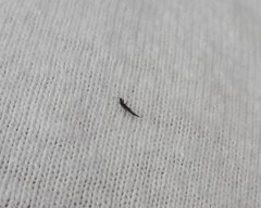 Liothrips
