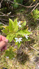Scaevola chamissoniana