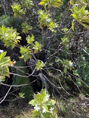 Scaevola chamissoniana