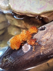 Echinoporia aculeifera