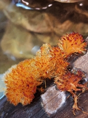 Echinoporia aculeifera