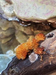 Echinoporia aculeifera