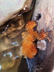 Echinoporia aculeifera