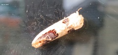 Phalera flavescens