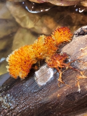 Echinoporia aculeifera