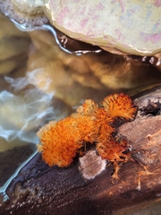 Echinoporia aculeifera