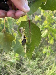 Pemphigus longicornis