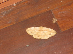 Sphingognatha asclepiades