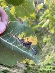 Pemphigus longicornis