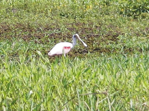 Platalea ajaja