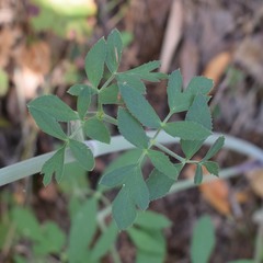 Angelica tomentosa