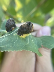 Pemphigus longicornis