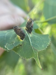 Pemphigus longicornis