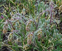 Artemisia scopulorum
