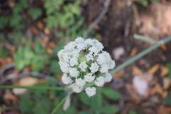 Angelica tomentosa