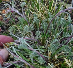 Artemisia scopulorum