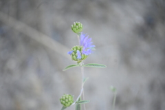 Monardella breweri microcephala