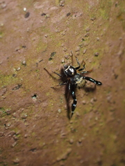 Harmochirus insulanus