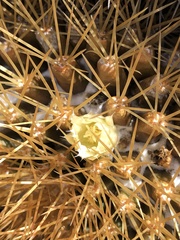 Mammillaria nivosa