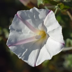 Calystegia occidentalis
